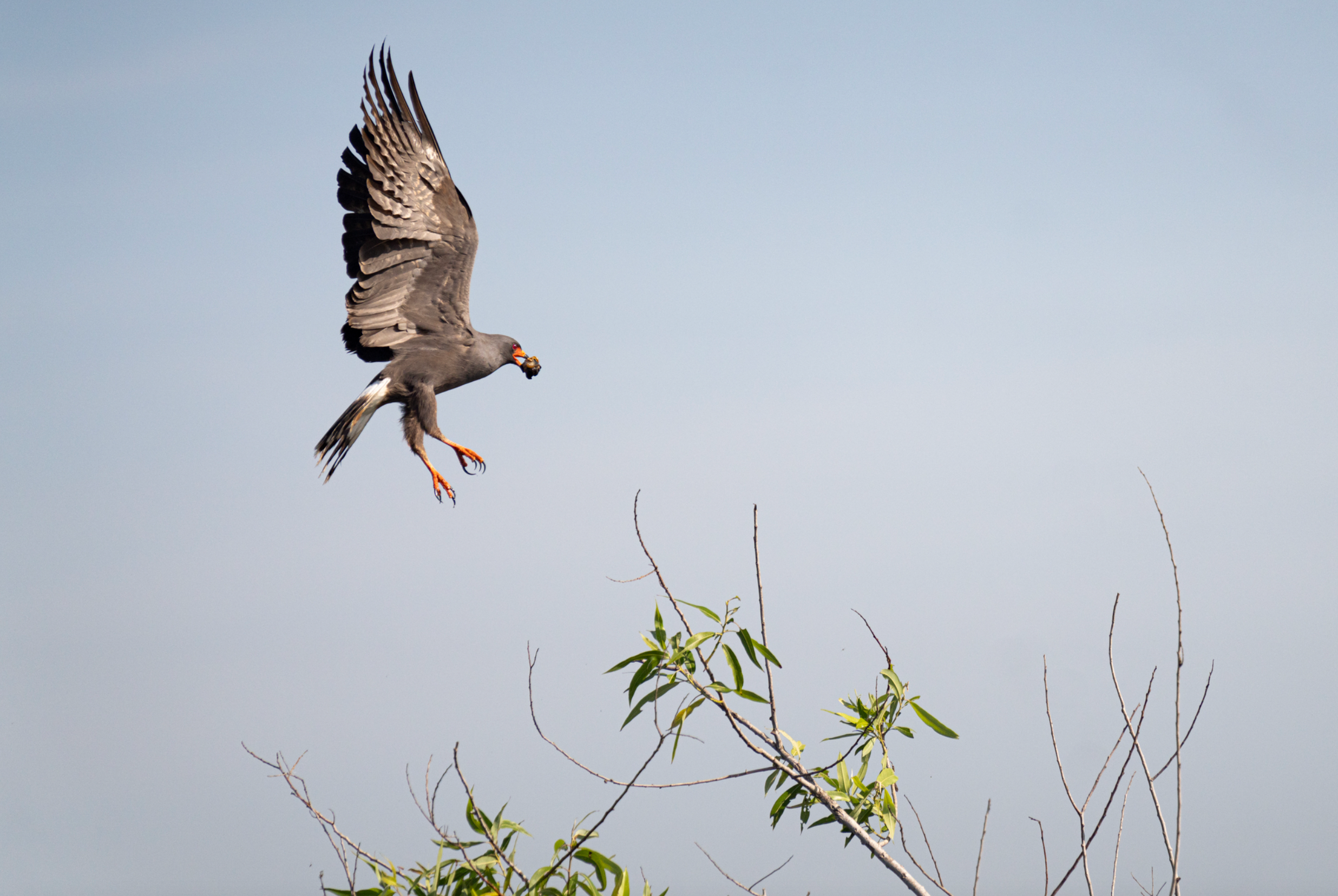 A Snail Kite in flight